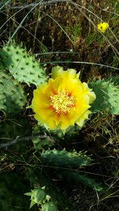 Prickly blooming yellow photo