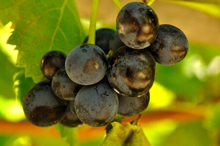 Grapes fruits autumn
