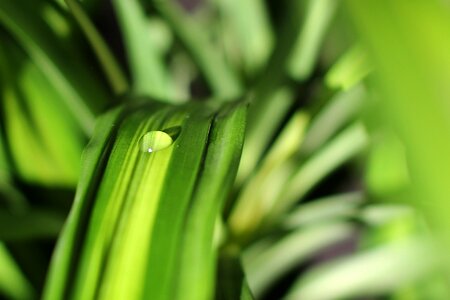 Leaf green leaf water photo