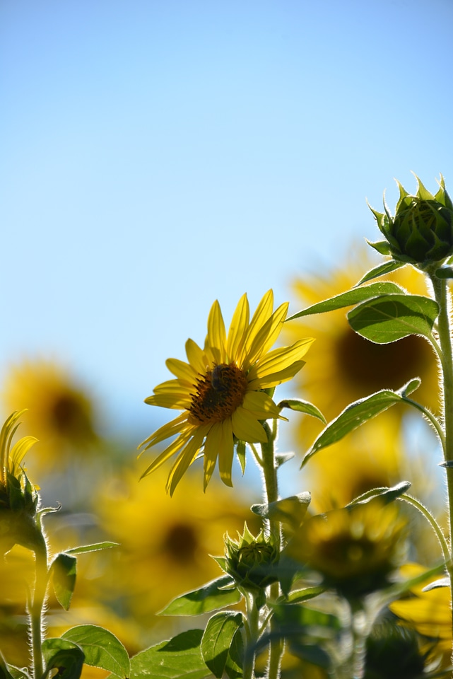 Nature flora yellow