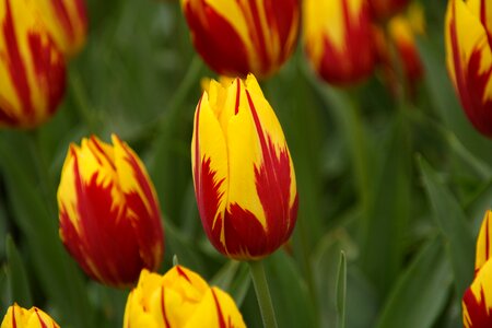 Tulip tulip spring flower photo