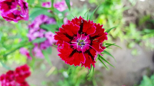 Red dianthus dianthuses carnations photo