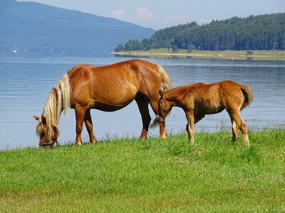 Animals nature water