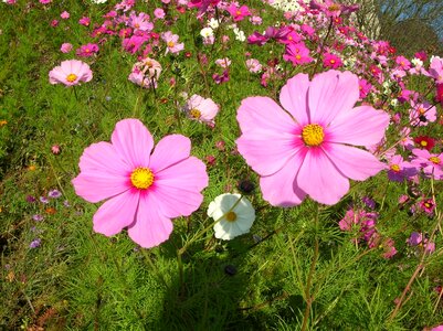 Pink nature spring