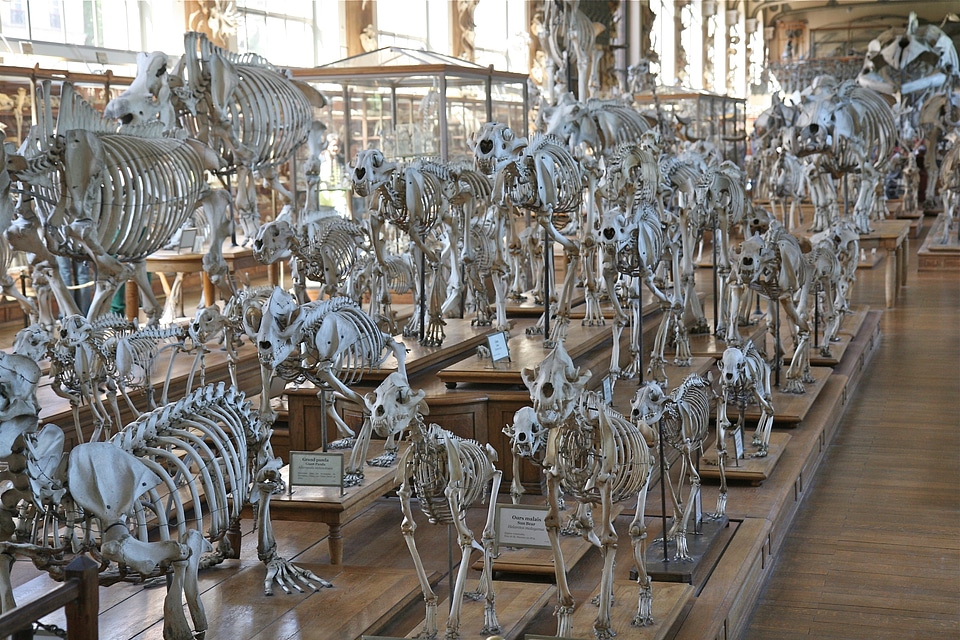 Skull biology white