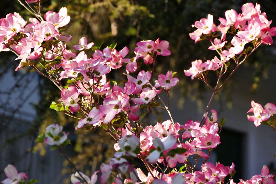 Flowers close up south tyrol