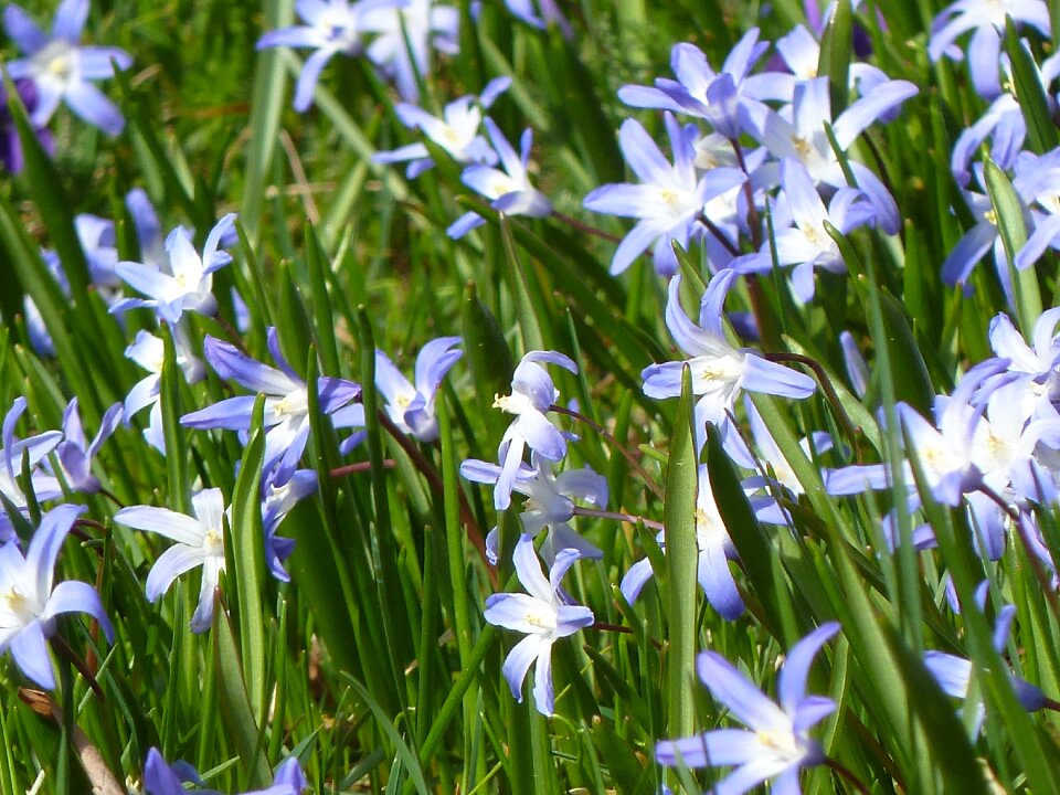 Blue flowers spring flower flower photo