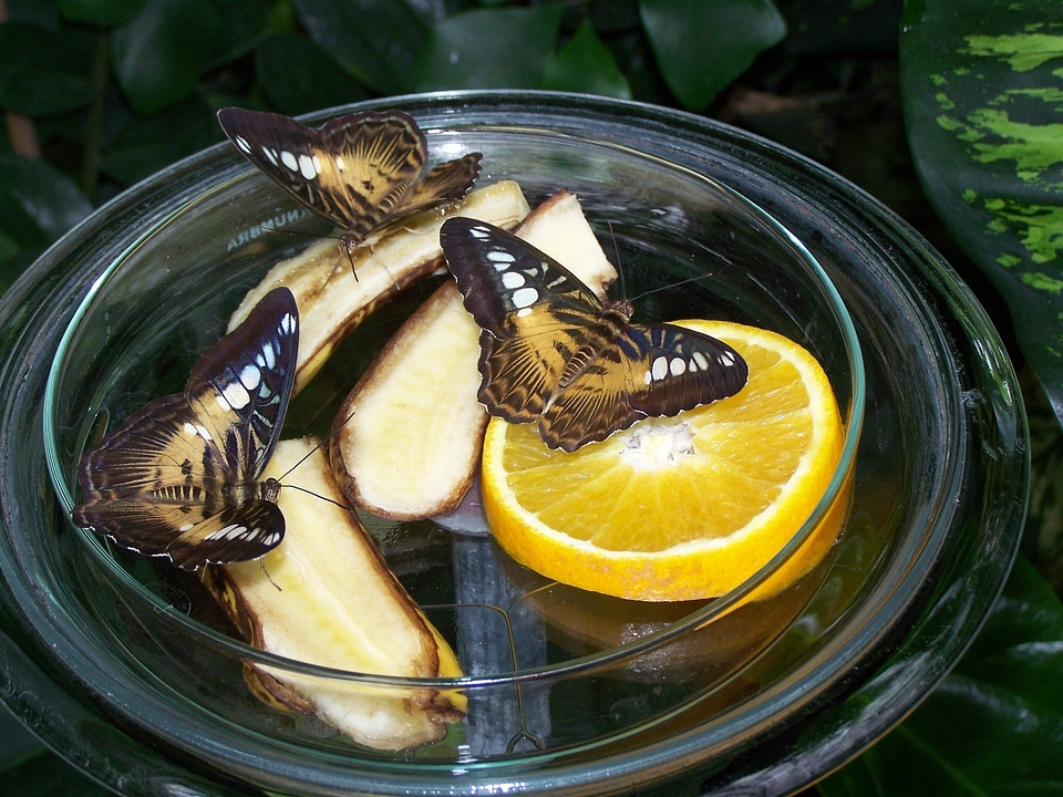 Butterflies insect nature