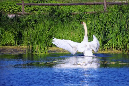 Water lake nature photo