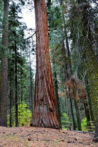 Usa yosemite park california