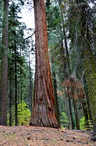 Usa yosemite park california photo