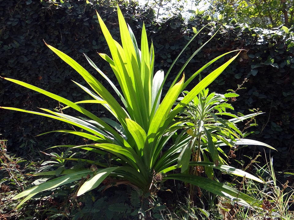 Tropical plant annapurna