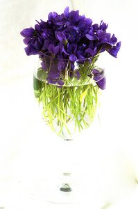 Purple violets still life glass glass photo