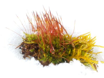Cold winter nature