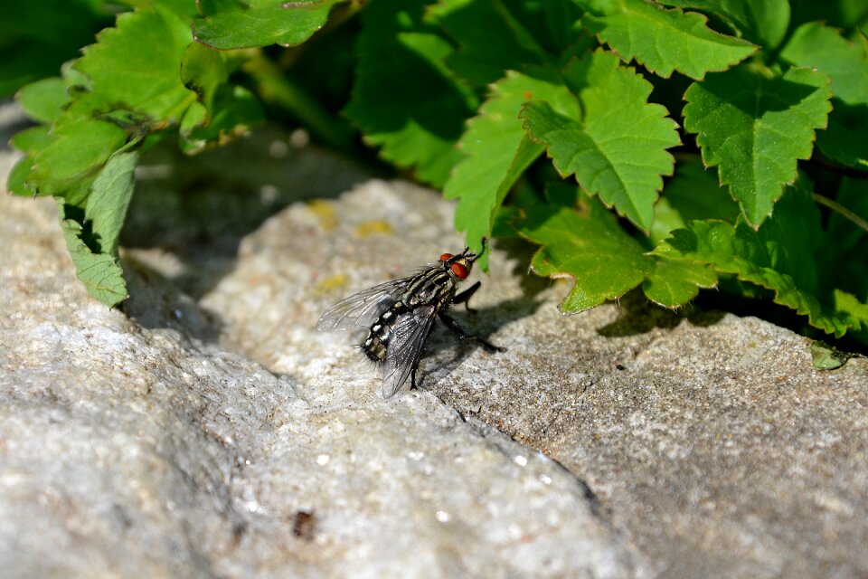 One-day fly insect animal