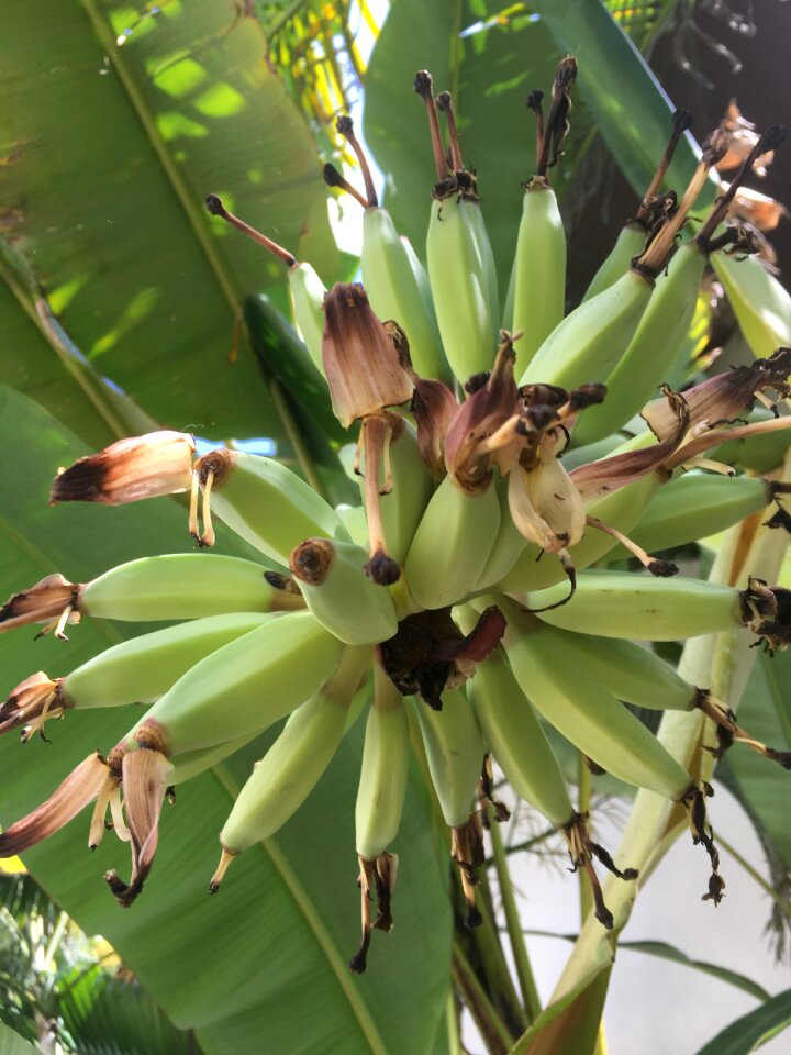 Small good bananas