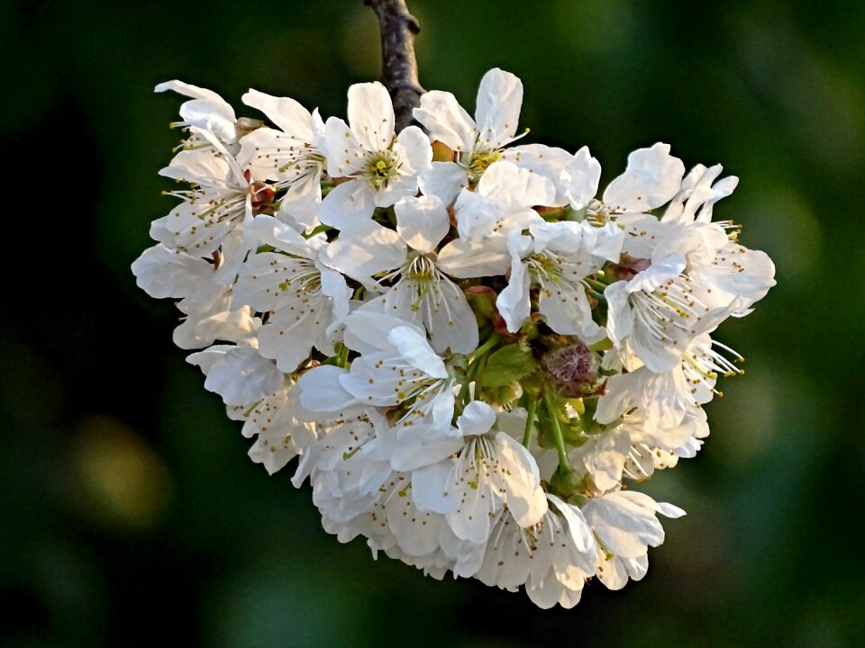 Flowers nature cherry