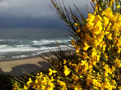 Flower beach yellow