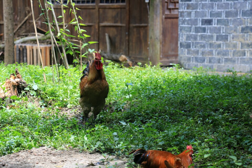 Chicken farmhouse grassland