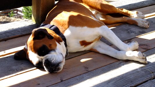 Pet sunny canine photo