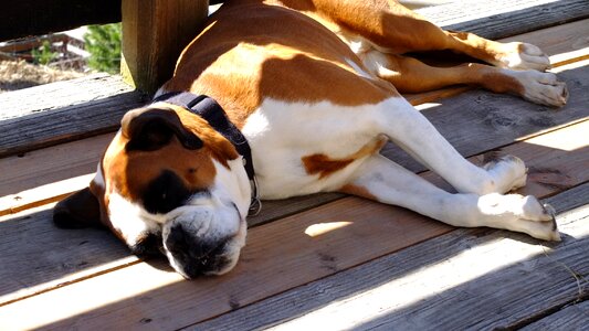 Pet sunny canine