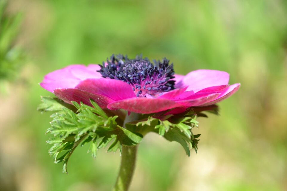 Pink bloom blossom photo