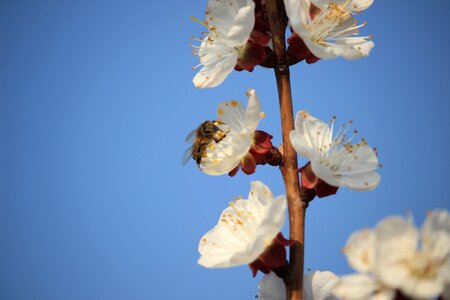 Spring bee color apricot