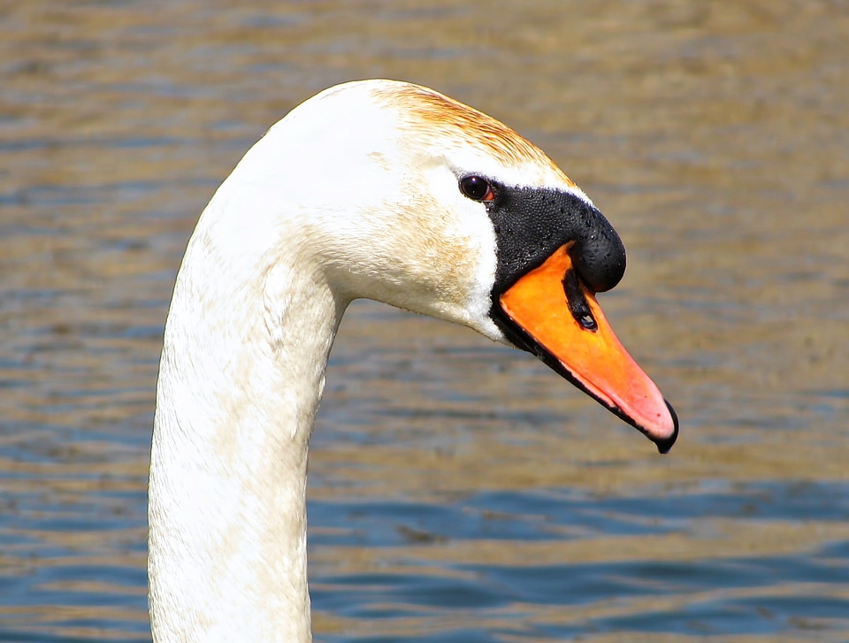 Animal nature bird