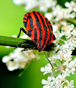 Worm fields larva photo