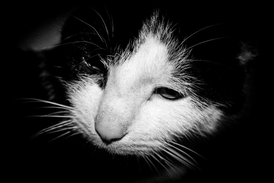 House cat black cat black house