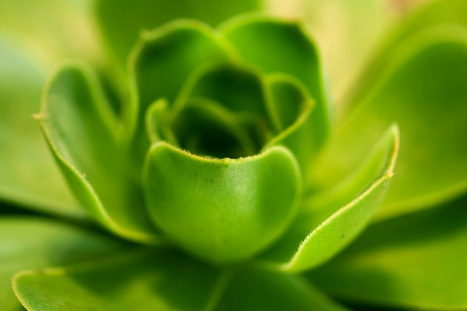 Nature potted plant decoration