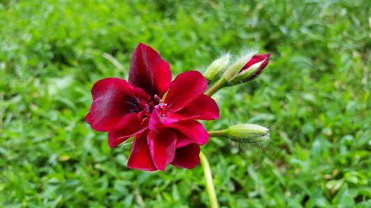 Pelargonium geraniums cranesbill