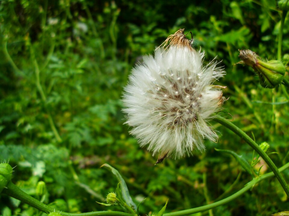 Plant flower