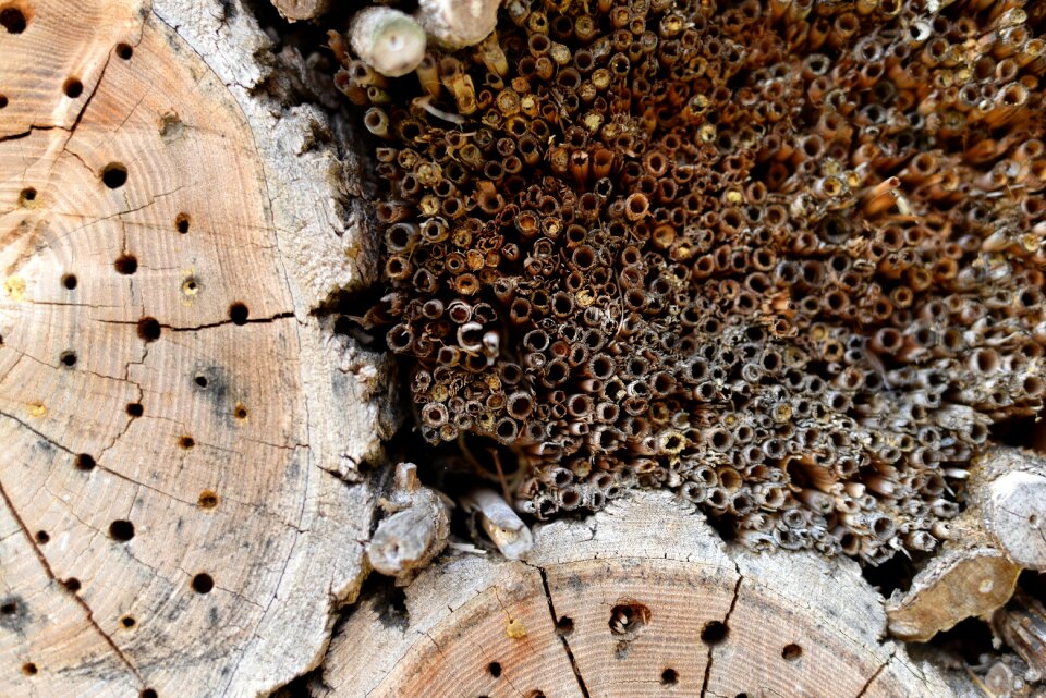 Bee hotel bee insect hotel