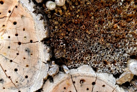Bee hotel bee insect hotel photo