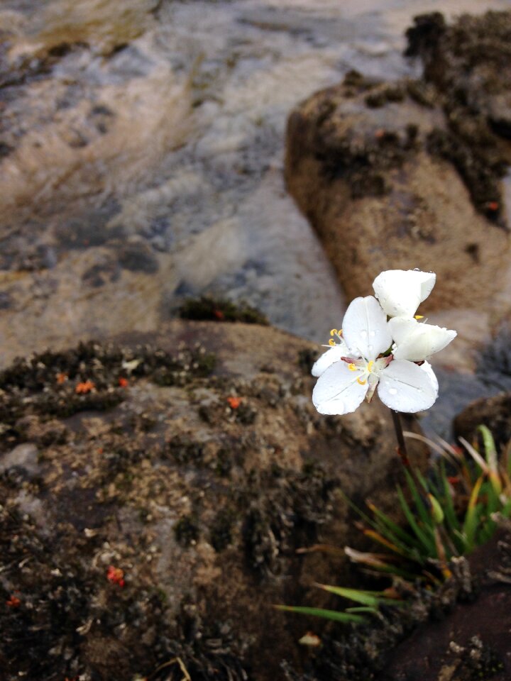 River white flower nature