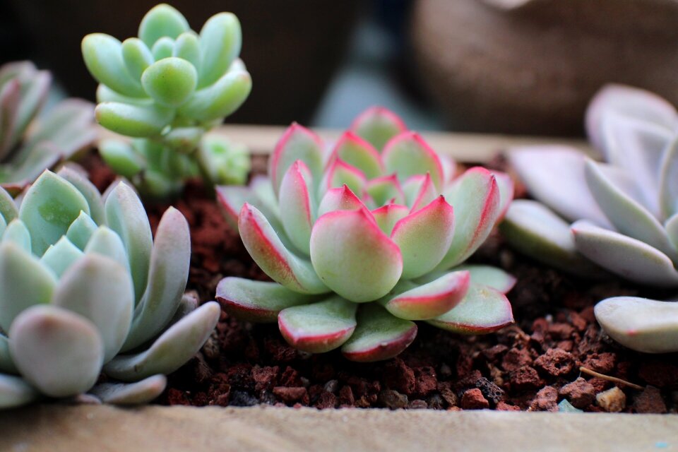 The fleshy spring potted plants