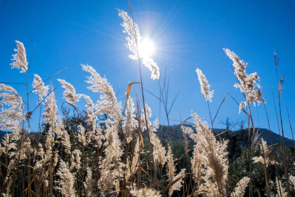 Field backlight sun