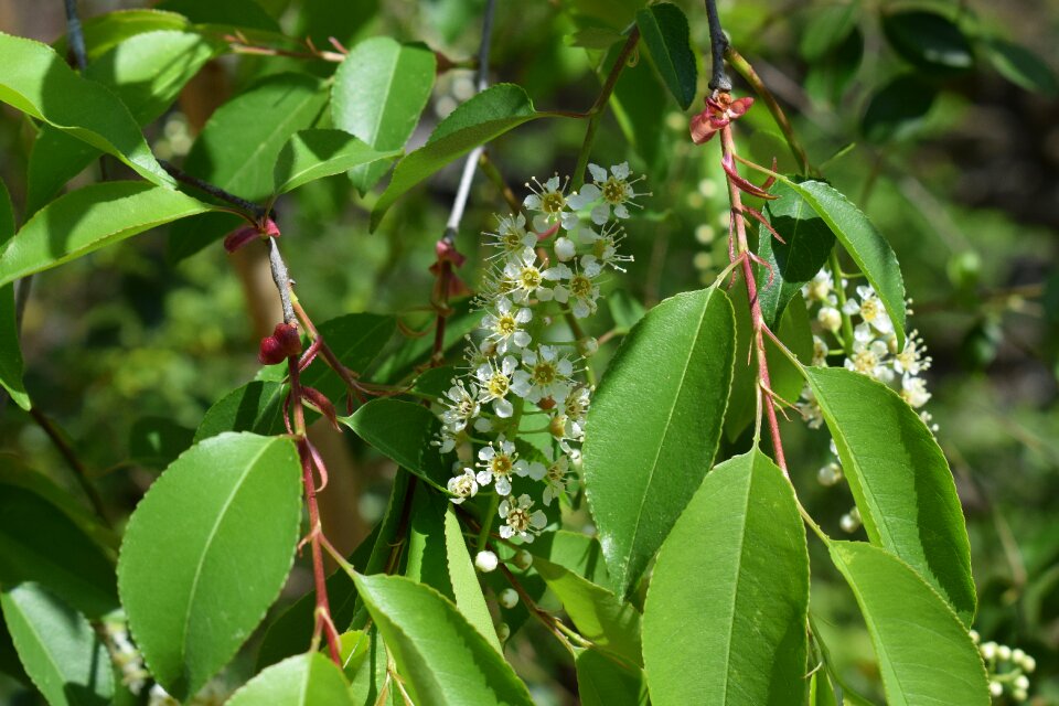 Fruit birds flower