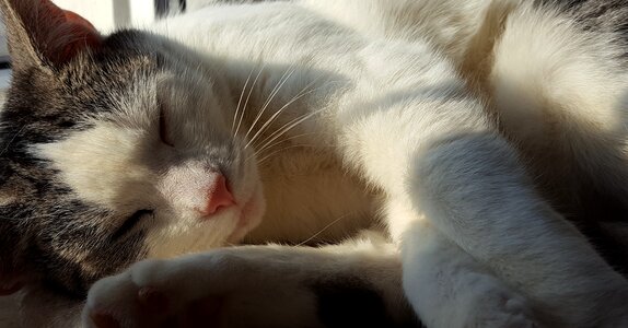 Spring fur sweet