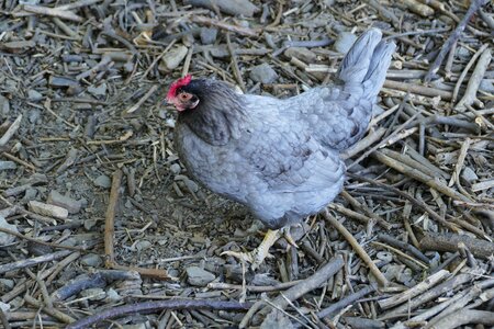 Poultry nature pinnate photo