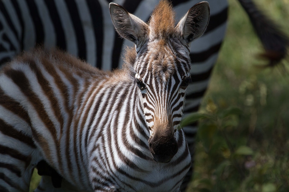 Africa mammals safari