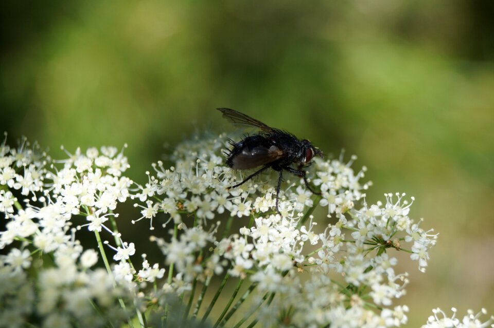 Nature insects macro