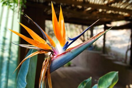 Plant floral exotic