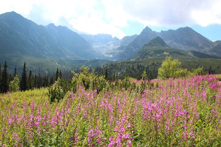 The high tatras nature top view photo