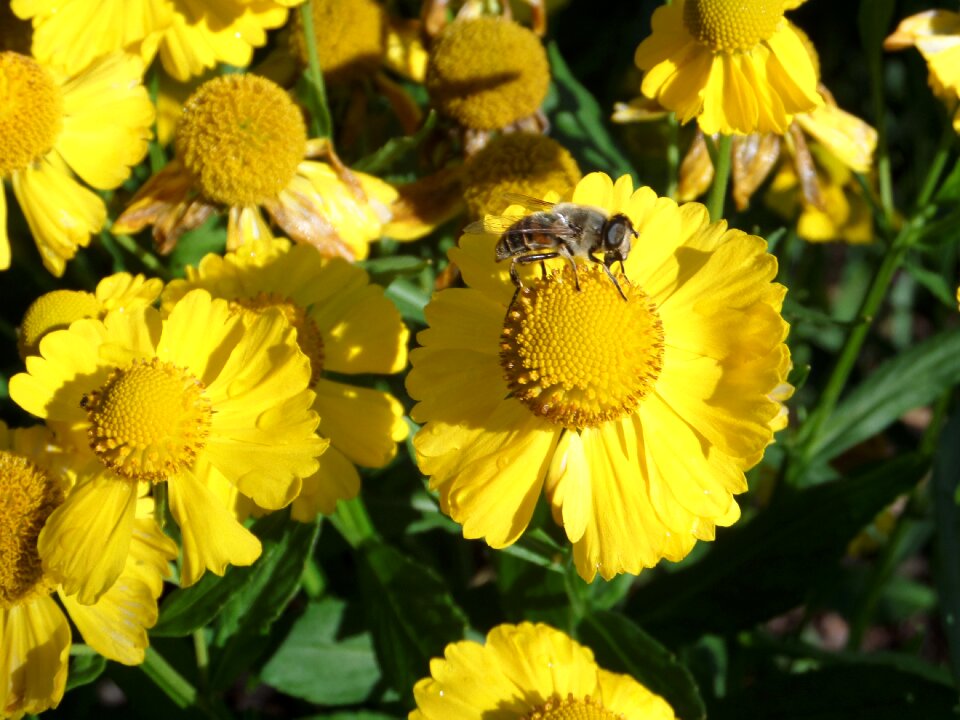Nature insect blossom