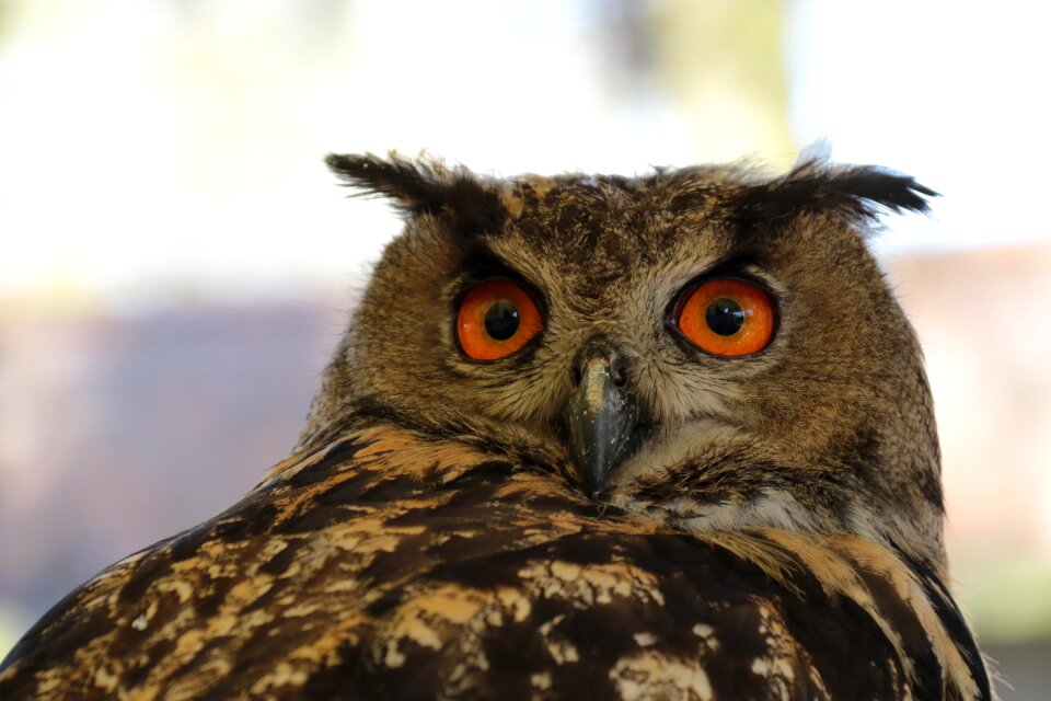 Eurasian bird predator
