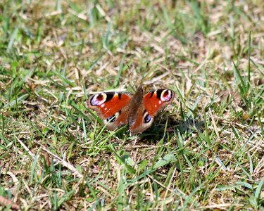 Nature insect spring