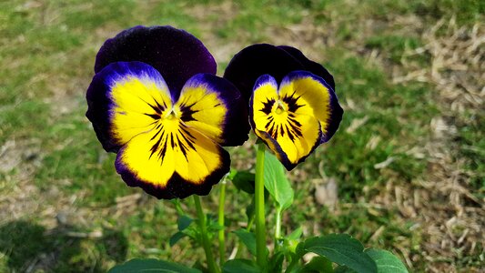 Pansy purple pansy yellow pansy photo