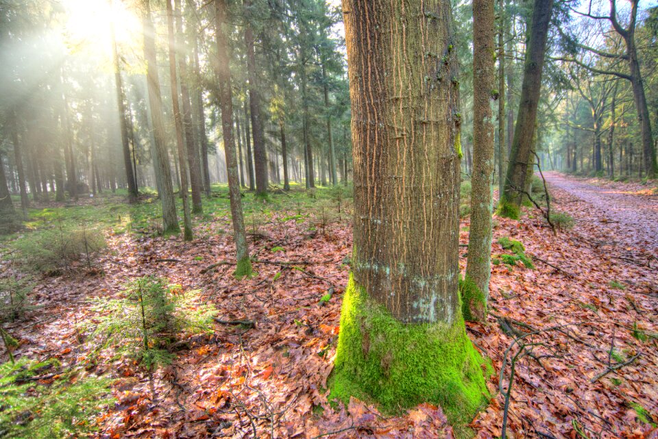 Green yellow nature photo